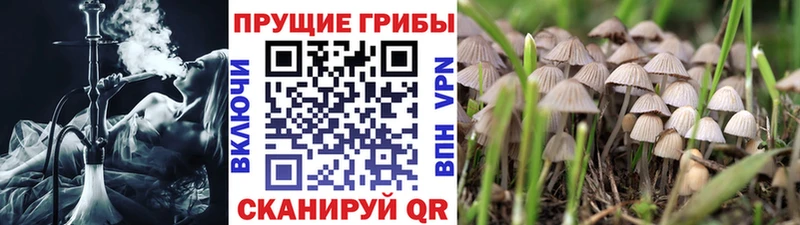 Купить где  Грозный  Галлюциногенные грибы ЛСД 